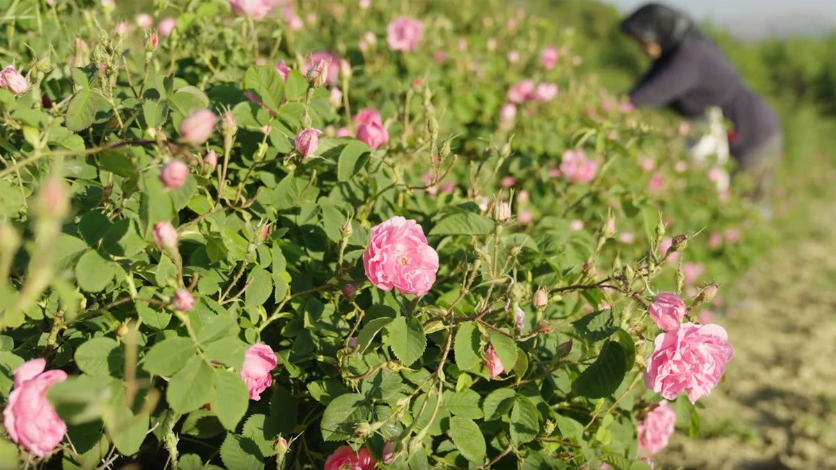 Load video: Rosever Video